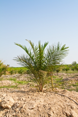 Palm oil tree plantationの写真素材