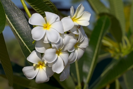 Plumeria flower, Frangipaniの写真素材
