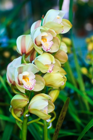 Ground orchidの写真素材