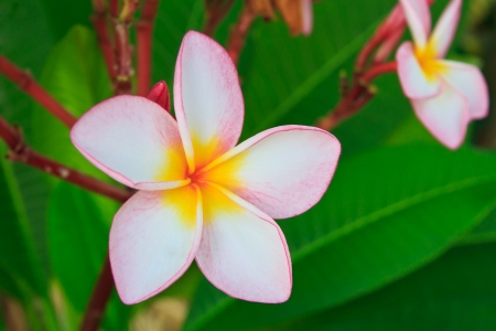 Pink plumeria flower, Frangipaniの写真素材