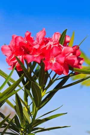 Nerium oleander flowers の写真素材