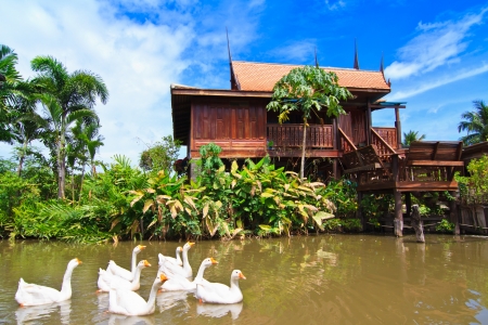 Thai style house and swans in the pondのeditorial素材