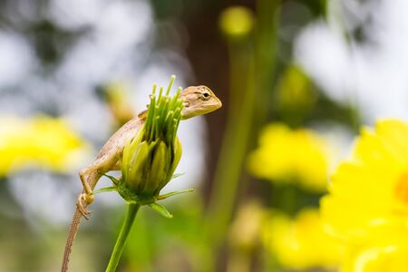 Asia lizard on cosmos flower