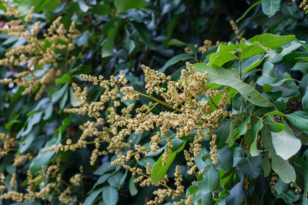 Longan flowers on tree