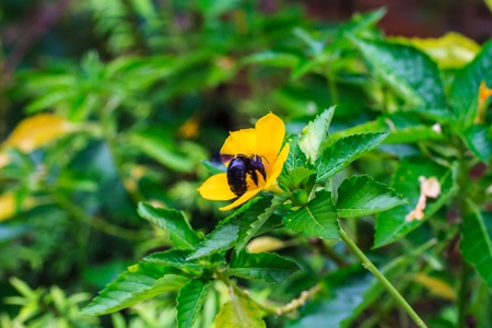 Bumble bee perched on sage rose flower の写真素材