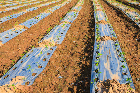 Chili farmの写真素材