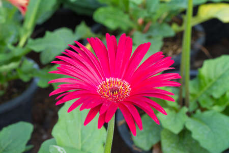Pink gerberaの写真素材