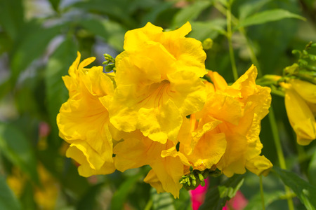 Tecoma stans or Yellow Trumpetbush 