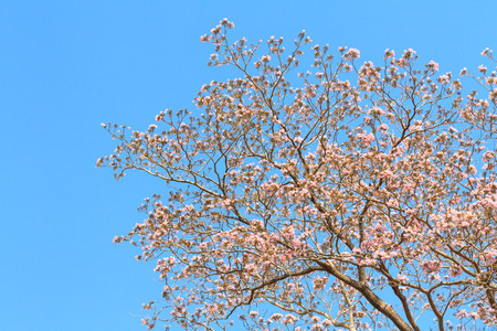 Pink trumpet tree or Rosy trumpet flower on tree
