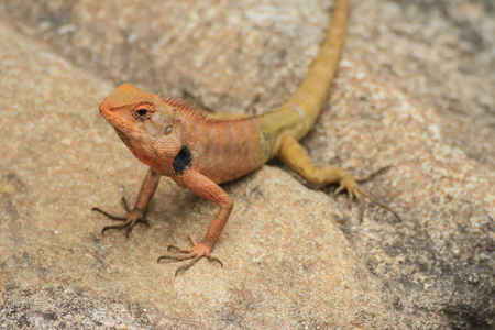 Blue lizard, brown Lizard, asian lizard or tree lizard