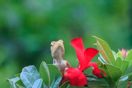 Brown Lizard or asian lizard on impala lily flowerの写真素材