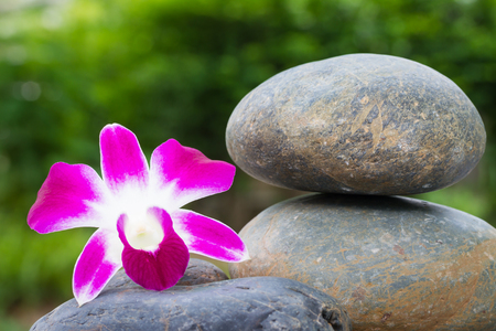 Orchid on stack of stoneの写真素材