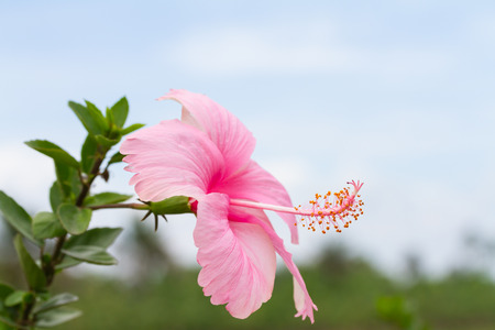 Pink hibiscus flowerの写真素材