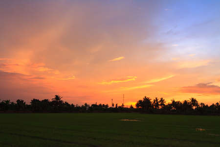 Sunset over the rice field