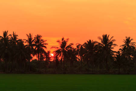 Sunset over the rice fields and coconut treeの写真素材