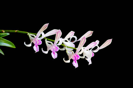 Dendrobium orchid isolated on black backgroundの写真素材