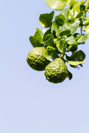 Bergamot or Kaffir Lime fruitsの写真素材