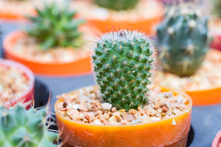 Cactus in flower potの写真素材
