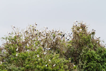 Asian openbill on their collective sleeping placeの写真素材