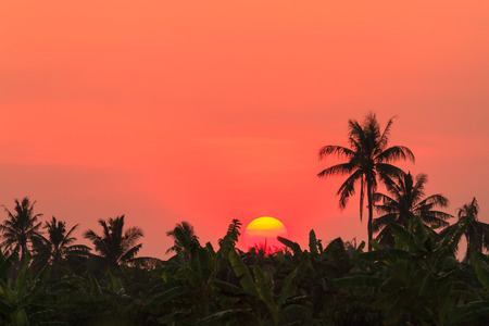Sunset over banana farm and coconut treeの写真素材