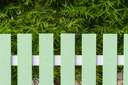 Green fence and bamboo treeの写真素材