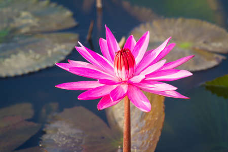 Red waterlily in the pondの写真素材