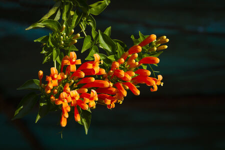 Orange trumpe or Pyrostegia venusta flowerの写真素材