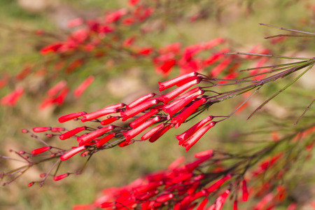 Firecracker plant, Coral plant, Coral fountain, Coralblow and Fountain plantの写真素材