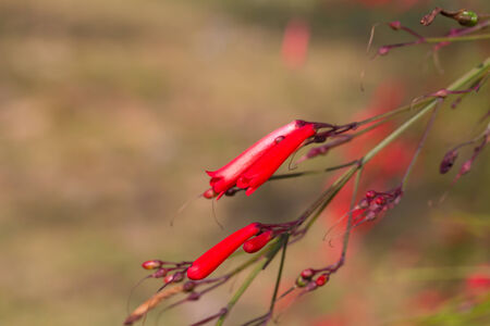 Firecracker plant, Coral plant, Coral fountain, Coralblow and Fountain plantの写真素材