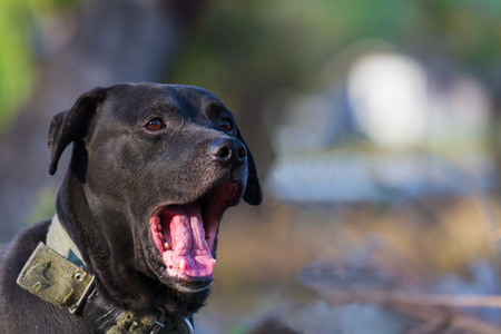 Black dog headの写真素材
