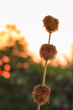 Grass flower in sunsetの写真素材