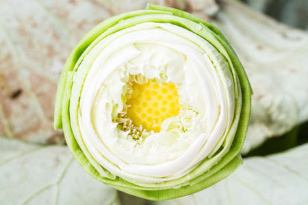 Folding lotus worship, thai buddhist traditionの写真素材