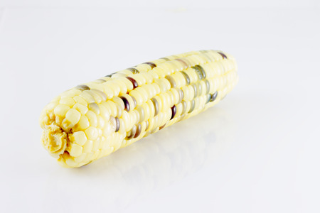 Boiled waxy corn on white backgroundの写真素材