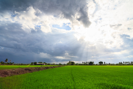 Landscape of green field with sun rays and lens flareの写真素材