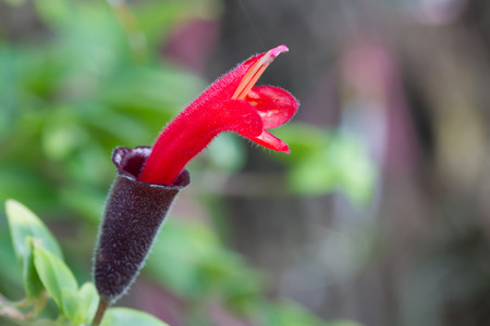 Red Lipstick Flower, Lipstick Plant , Aeschynanthus radicans jackの写真素材
