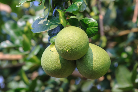 Pomelo fruit on the tree in garden