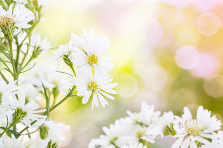 White cutter flower in sweet toneの写真素材