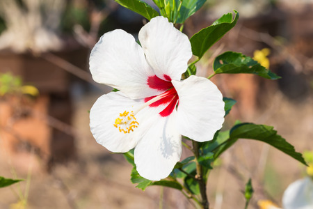 Hibiscus syriacus, white colorの写真素材