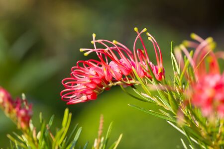 Red spider flower or Grevillea punicea, Australian native wildflowerの写真素材