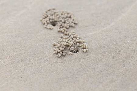 Ghost crab on sand beachの写真素材