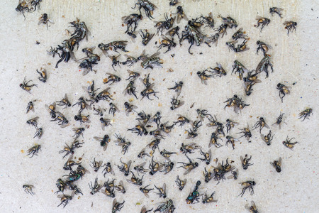 Flies on sticky fly paper trapの写真素材