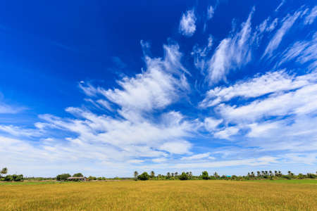 Rice field and beautiful sky in rural of Thailandの写真素材
