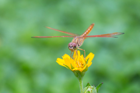 Dragonfly on a little yellow star flower in gardenの写真素材