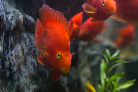 Blood parrot cichlid well known as bloody parrot and blood parrot fish., a hybrid of the midas and the redhead cichlidの写真素材