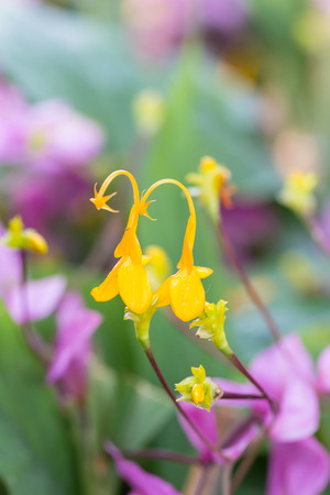 Yellow globba flowers blooming in the garden are shaped like a woman dancingの写真素材