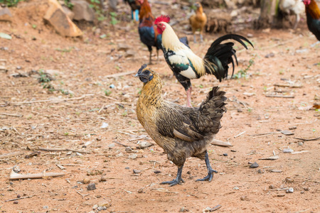 Black face hen walking and finding food on groundの写真素材