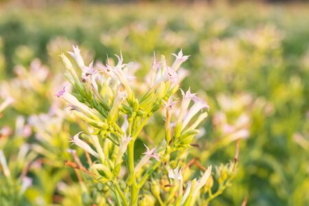 Common tobacco blooming in the fieldの写真素材