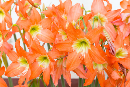 Hippeastrum johnsonii bury flowers blossoming in the gardenの写真素材