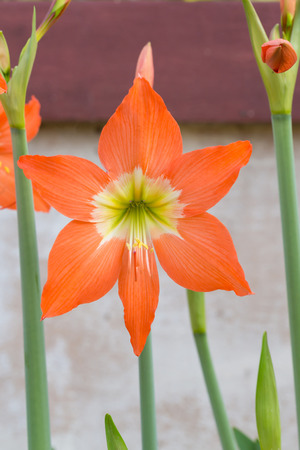 Hippeastrum johnsonii bury flowers blossoming in the garden with white wall backgroundの写真素材