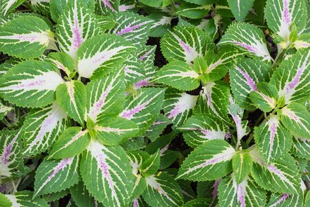 Pattern background of Solenostemon scutellarioides, Painted nettle or  Flame nettle